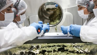 Jujuy ya exporta flor de cannabis de grado farmacéutico a Portugal, Alemania y Australia