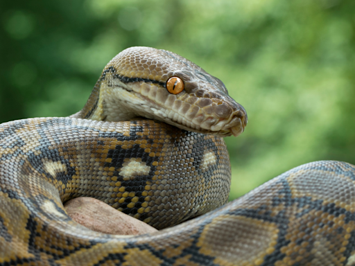 Indonesia Man Cut Open Python Snake To Find Missing Wife’s Body