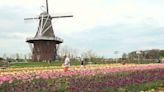 With final Tulip Time preparations underway, visitors from across the country come to get an early look