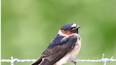 May’s 'Wildlife Express' takes a bird’s-eye view on swallows
