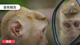【錯誤】網傳影像「可怕的猴痘感染」？
