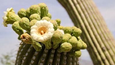 Tucson saguaros are blooming. Here's everything you need to know.