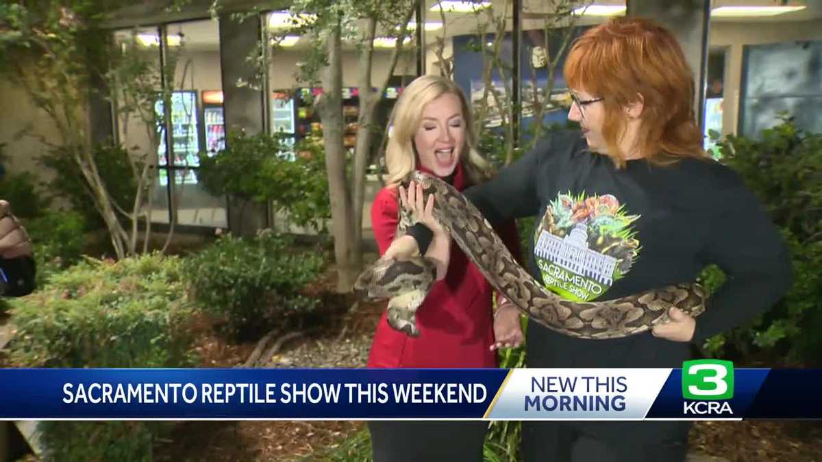 The Sacramento Reptile Show returns this weekend with more than 3,000 reptiles