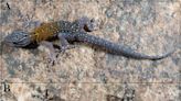 印度發現「梵谷蜥蜴」！ 背部斑點宛如星空