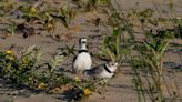 While piping plover Imani looks for love at Montrose Beach, Waukegan pair aren’t wasting any time