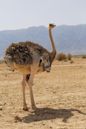 Common ostrich