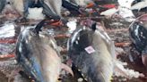 創新高！蘇澳漁會拍賣黑鮪魚已達3852尾