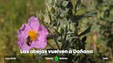 Las abejas regresan al Parque Nacional de Doñana y aceleran la recuperación de la flora el incendio de 2017