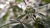 Marijuana meets criteria for reclassification as lower-risk drug, FDA scientific review finds
