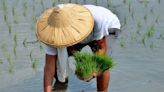 全年休耕 青農憂不利稻米產業