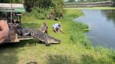 Video: Alligator removed from MacDill Air Force Base