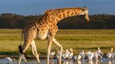 Watch: Endangered giraffe born at Chester Zoo