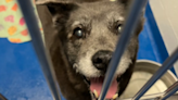 Shock as 13-year-old dog surrendered to shelter: "Don't have time for her"