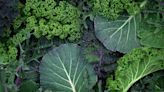 If You Don't Like Kale, Cabbage Is An Equally Nutrient-Rich Alternative