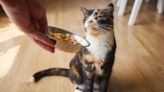 Is your cat fussy about food? Vet shares 9 reasons why and how to help them eat