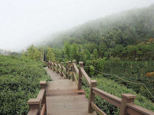 南投鹿谷二日遊｜霧起山頭、森林療癒，兩天一夜深入茶業與林業的百年相遇 - 微笑台灣編輯室 - 微笑台灣 - 用深度旅遊體驗鄉鎮魅力