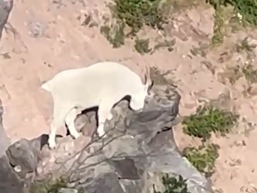 Hikers in shock after spotting Rocky Mountain animal in Oregon