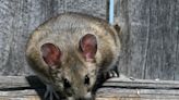 PA becomes one of several states to begin Allegheny woodrat repopulation initiative