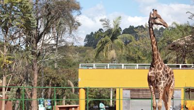 Berçário de animais, novas espécies e menos fila: veja as mudanças no Zoológico de São Paulo