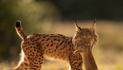 Iberian Lynx rebounds from the brink of extinction