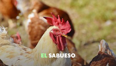 Gripe aviar AH5N2: Lo que se conoce del caso en México y el comportamiento de los virus de influenza