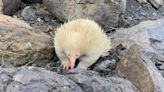 Rarest of rare: 2 albino egg-laying mammals spotted in Australia