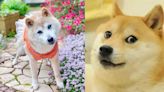Murió Kabosu, la canina del meme Doge: tenía 18 años