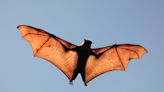 How Did Bats Begin to Fly? Science Unfolds Their Ancient Secrets