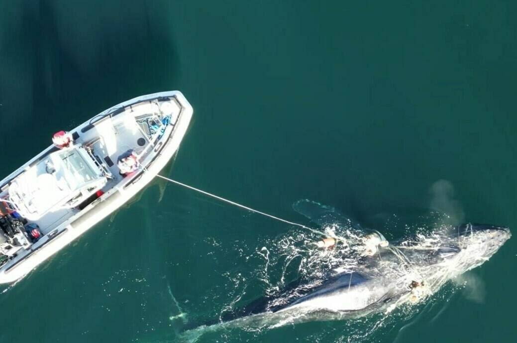 4-day operation frees entangled humpback whale off B.C.’s north coast