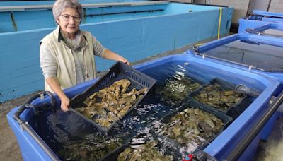 La bióloga Carmen Rodríguez va ser "Embaxadora de les ostres" en reconocimientu a la so trayectoria venceyada a esti cultivu de la ría del Eo