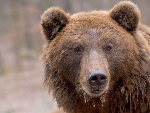 ‘A dangerous specimen’: Italy justifies killing of mother bear accused of attacking French hiker
