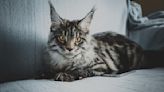 Maine Coon Cat's Perfect Mail Delivery To Owner Deserves a Special Treat