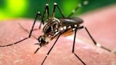 Saiba como diferenciar os sintomas de dengue e de leptospirose - AMAZÔNIA BRASIL RÁDIO WEB