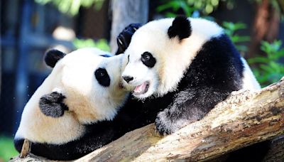 San Diego Zoo to get two new pandas from China