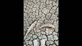 Dead fish litter dried-up pond near Texas river as drought worsens, video shows