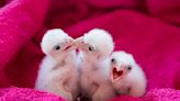 Four Baby Falcons Hatched On Top Of The Mario M. Cuomo Bridge Need Names | 103.5 KTU | Wendy Wild