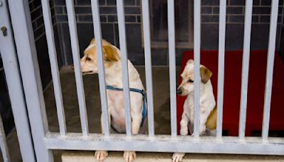 New Study on Shelter Dogs Could Change the Face of Adoption Forever