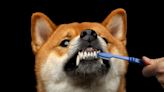 狗狗刷牙頻率多久一次？排斥刷牙怎麼辦？狗狗還有哪些口腔清潔方法？潔牙骨有用嗎？狗狗刷牙QA一次看！