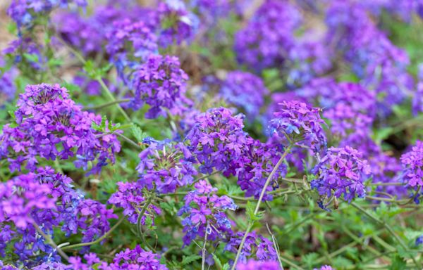 10 Fast-Growing Perennials to Plant in Your Garden