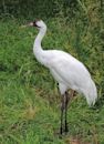 Whooping crane