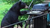 Maine wardens share tips to keep bears away from your backyard barbecue