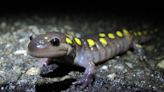 Have you heard of the poisonous spotted salamander in SC. Here’s what to know