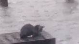 Meteorologist under fire for tweeting heartbreaking video of cat stranded in Hurricane Ian: ‘Go save it’