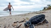 Florida registra un nuevo récord de nidificación de tortuga marina boba y verde