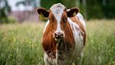 Loose cow evades animal control officers in Boston