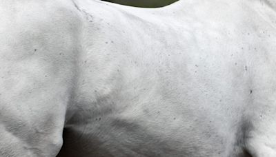 Thoroughbred Fundamentals: Managing The Cold-Backed OTTB