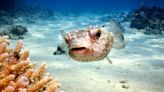 Puffer fish use modified toxins to communicate with one another