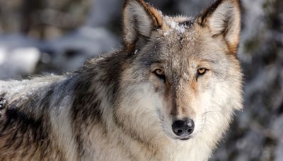Montana's wolf population remains stable despite increased harvests