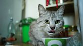 Por qué los gatos piden más comida si su plato está totalmente lleno
