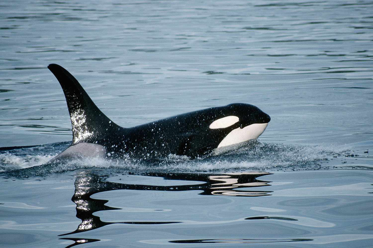Man Fined for Attempting to 'Body Slam' Orca Whale in New Zealand: 'This Is Stupid Behavior'